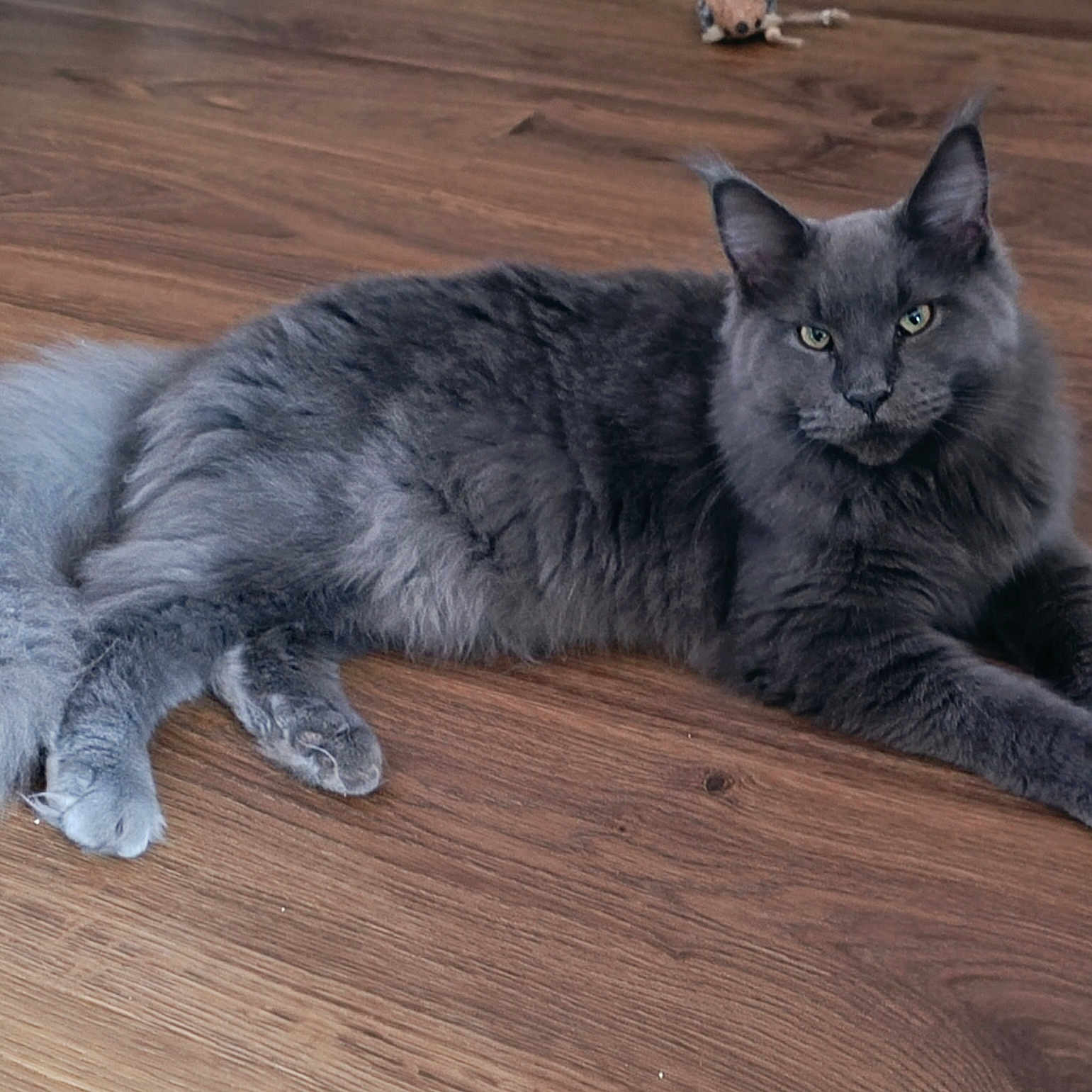 Kaya