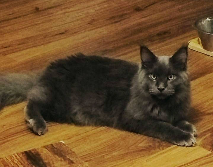 Kaya participe au concours pour gagner de l'argent avec cette photo : carnivore, cat, comfort, domestic_short_haired_cat, felidae, floor, flooring, fur, grey, hardwood, laminate_flooring, plank, small_to_medium_sized_cats, snout, tail, varnish, whiskers, wood, wood_flooring, wood_stain