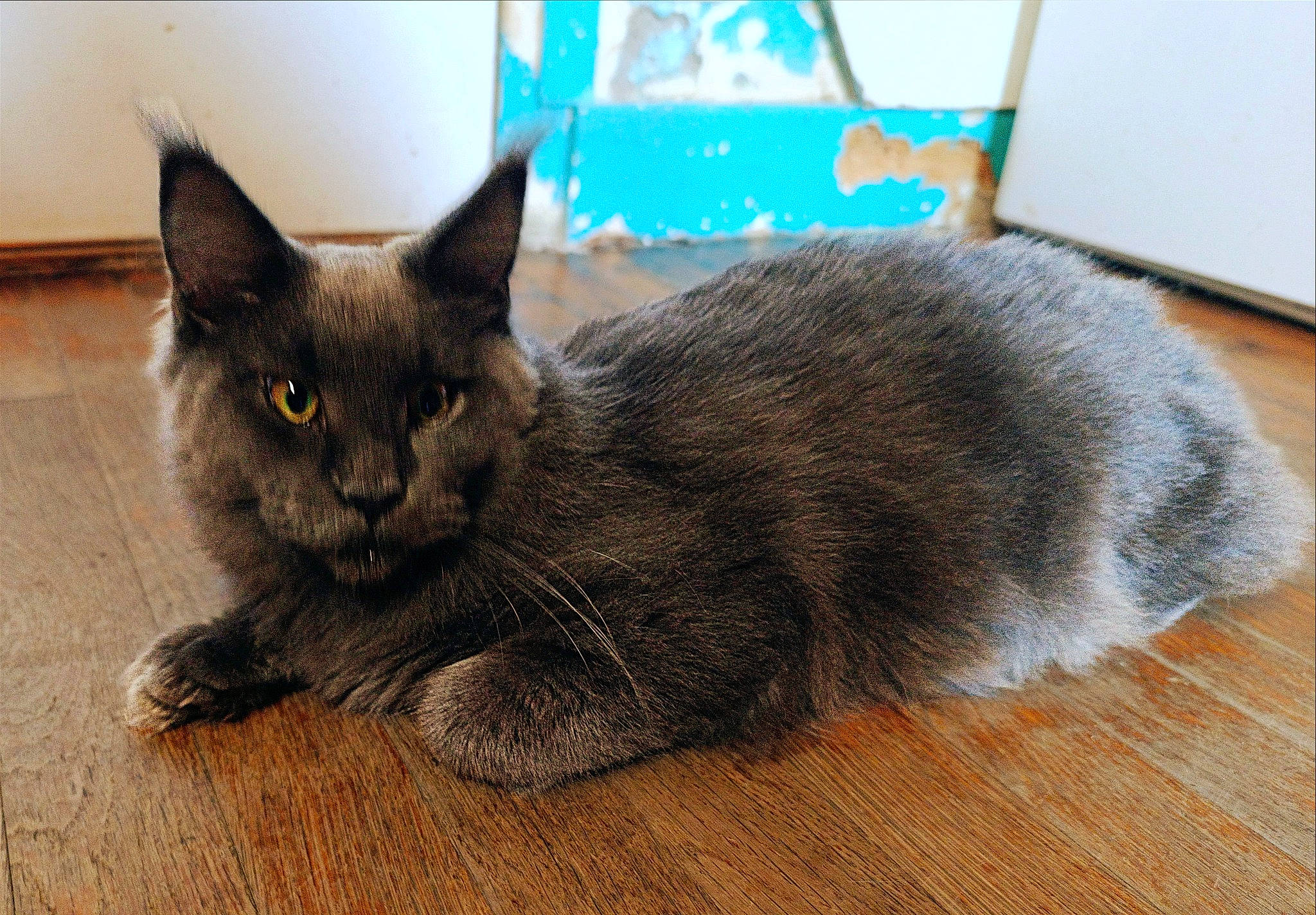 Kaya a rejoint le concours — aidez-le/la à gagner de superbes lots ! carnivore, cat, claw, comfort, domestic_short_haired_cat, felidae, flooring, fur, grey, hardwood, paw, russian_blue, small_to_medium_sized_cats, tail, terrestrial_animal, varnish, whiskers, wood, wood_flooring, wood_stain