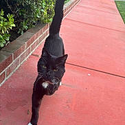 Simba joined the competition — help win amazing prizes! black_fur, brick_border, cat, closeup, collar, confident, curious, feline, morning_light, outdoor, pavement, pet, shrubs, sidewalk, tail, tuxedo_cat, walking, whiskers, white_paws, yellow_eyes