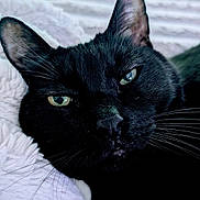 Dexter is registered to the contest to win money with this photo: black_cat, cat, pet, animal, feline, close_up, indoor, fluffy_blanket, relaxed, resting, whiskers, ears, eyes, face, fur, cozy, portrait, domestic_cat, sleepy, soft_texture