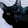 black_cat, cat, pet, animal, feline, close_up, indoor, fluffy_blanket, relaxed, resting, whiskers, ears, eyes, face, fur, cozy, portrait, domestic_cat, sleepy, soft_texture