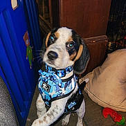 Shorty Nugget joined the competition — help win amazing prizes! accessories, animal, beagle, box, canine, chair, clothing, couch, crib, cushion, dog, door, furniture, homedecor, hound, indoors, pet, puppy, strap, vest