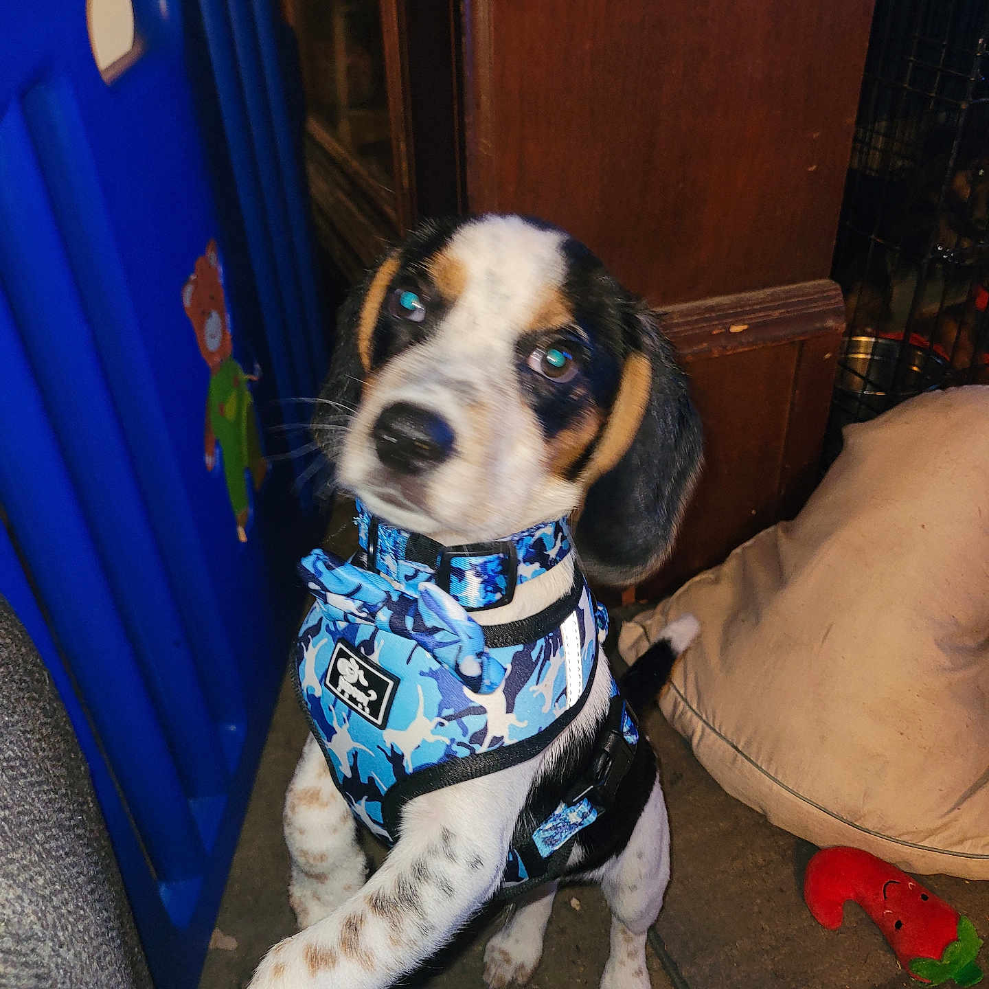 Shorty Nugget joined the competition — help win amazing prizes! accessories, animal, beagle, box, canine, chair, clothing, couch, crib, cushion, dog, door, furniture, homedecor, hound, indoors, pet, puppy, strap, vest