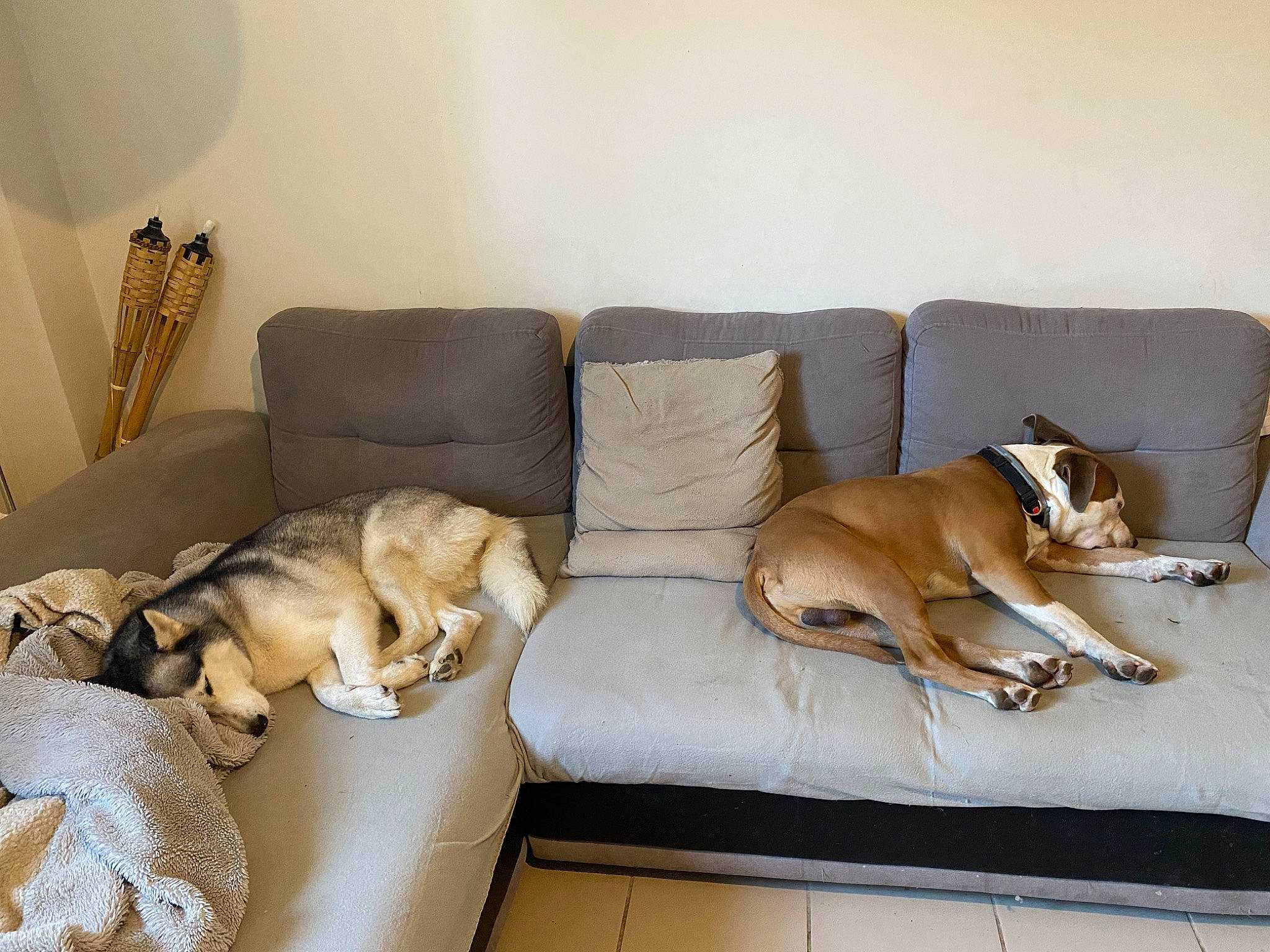 Ouréa a rejoint le concours — aidez-le/la à gagner de superbes lots ! canidae, carnivore, comfort, companion_dog, couch, dog, dog_breed, fawn, flooring, fur, hardwood, house, living_room, room, sofa_bed, sporting_group, studio_couch, table, wood, wood_flooring