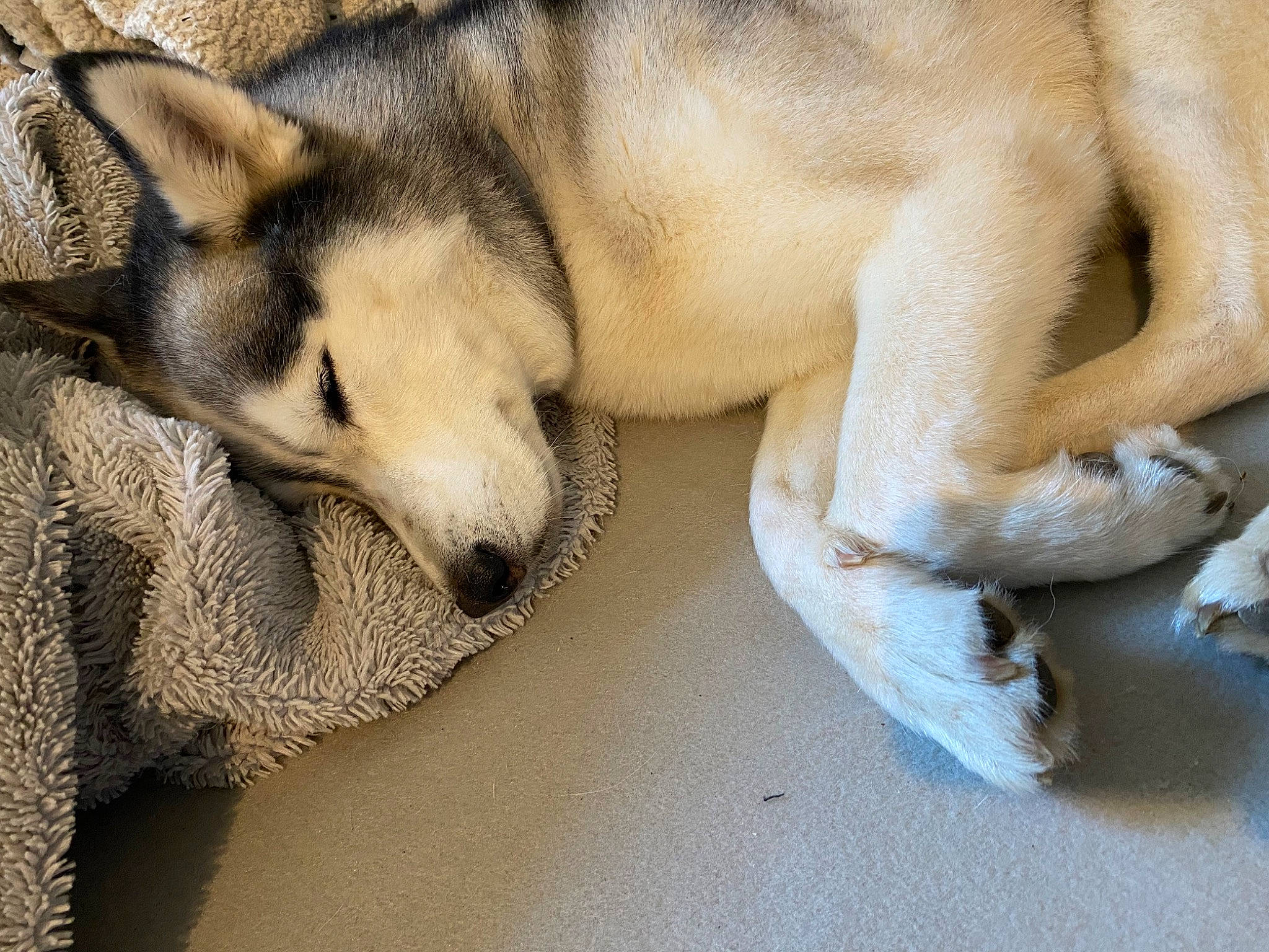 Ouréa a rejoint le concours — aidez-le/la à gagner de superbes lots ! canis, carnivore, comfort, companion_dog, dog, dog_breed, fawn, foot, fur, non_sporting_group, paw, siberian_husky, sled_dog, snout, sporting_group, terrestrial_animal, whiskers, wildlife, wolf, working_dog