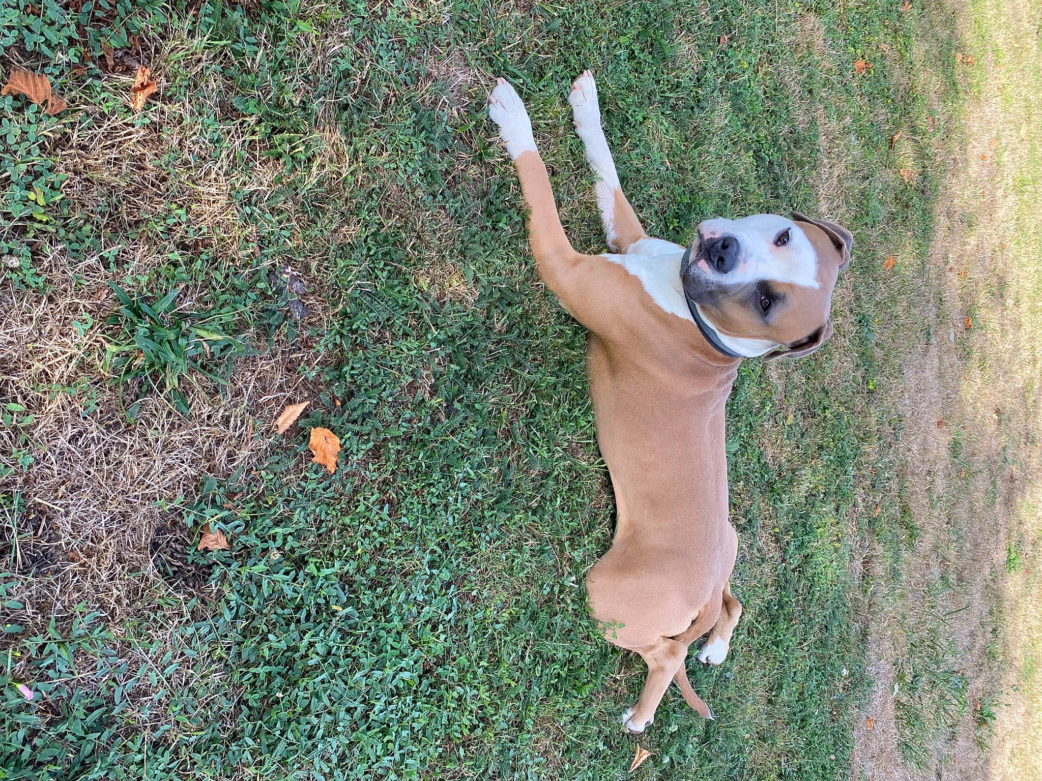 Goten a rejoint le concours — aidez-le/la à gagner de superbes lots ! adventure, ball, carnivore, collar, companion_dog, dog, dog_breed, dog_collar, dog_supply, fawn, grass, pet_supply, plant, snout, sporting_group, sports_toy, tail, toy, tree, working_animal