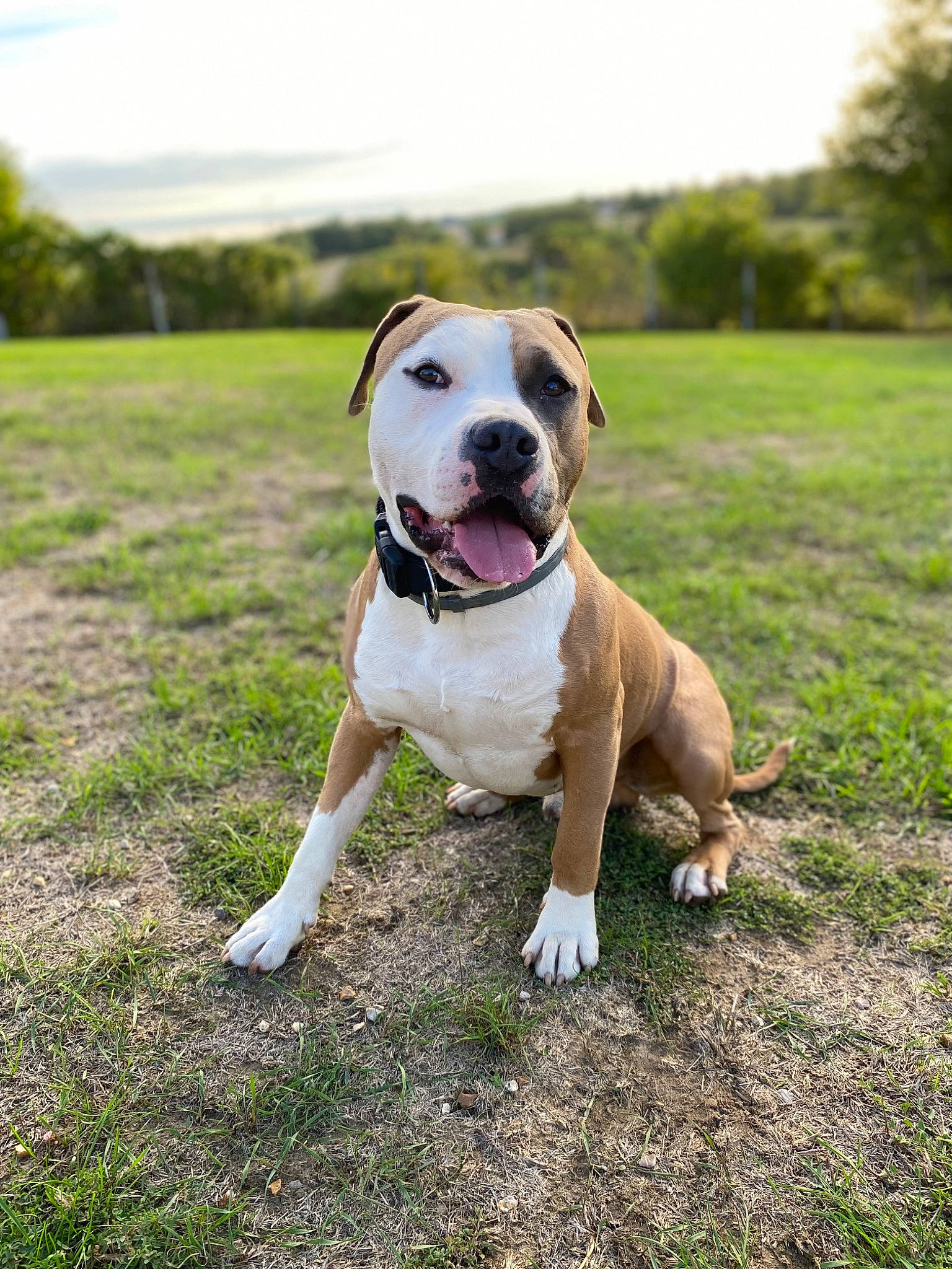 Goten a rejoint le concours — aidez-le/la à gagner de superbes lots ! canidae, carnivore, cloud, collar, companion_dog, dog, dog_breed, dog_collar, fawn, grass, grassland, molosser, plant, sky, snout, sporting_group, tail, tree, working_animal, working_dog