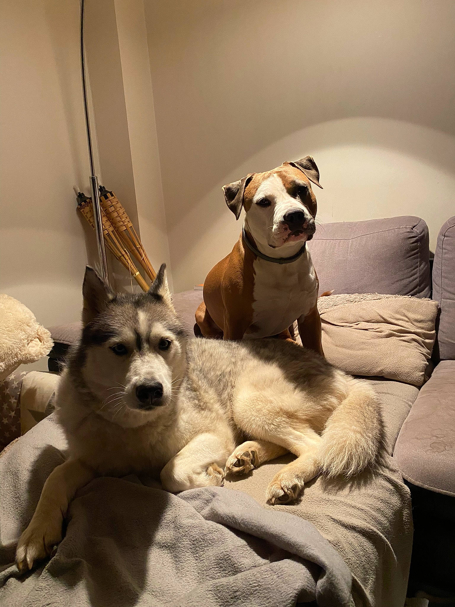 Goten a rejoint le concours — aidez-le/la à gagner de superbes lots ! canidae, carnivore, comfort, companion_dog, couch, dog, dog_breed, dog_supply, fawn, flooring, fur, linens, living_room, pet_supply, room, snout, sporting_group, toy_dog, whiskers, working_animal