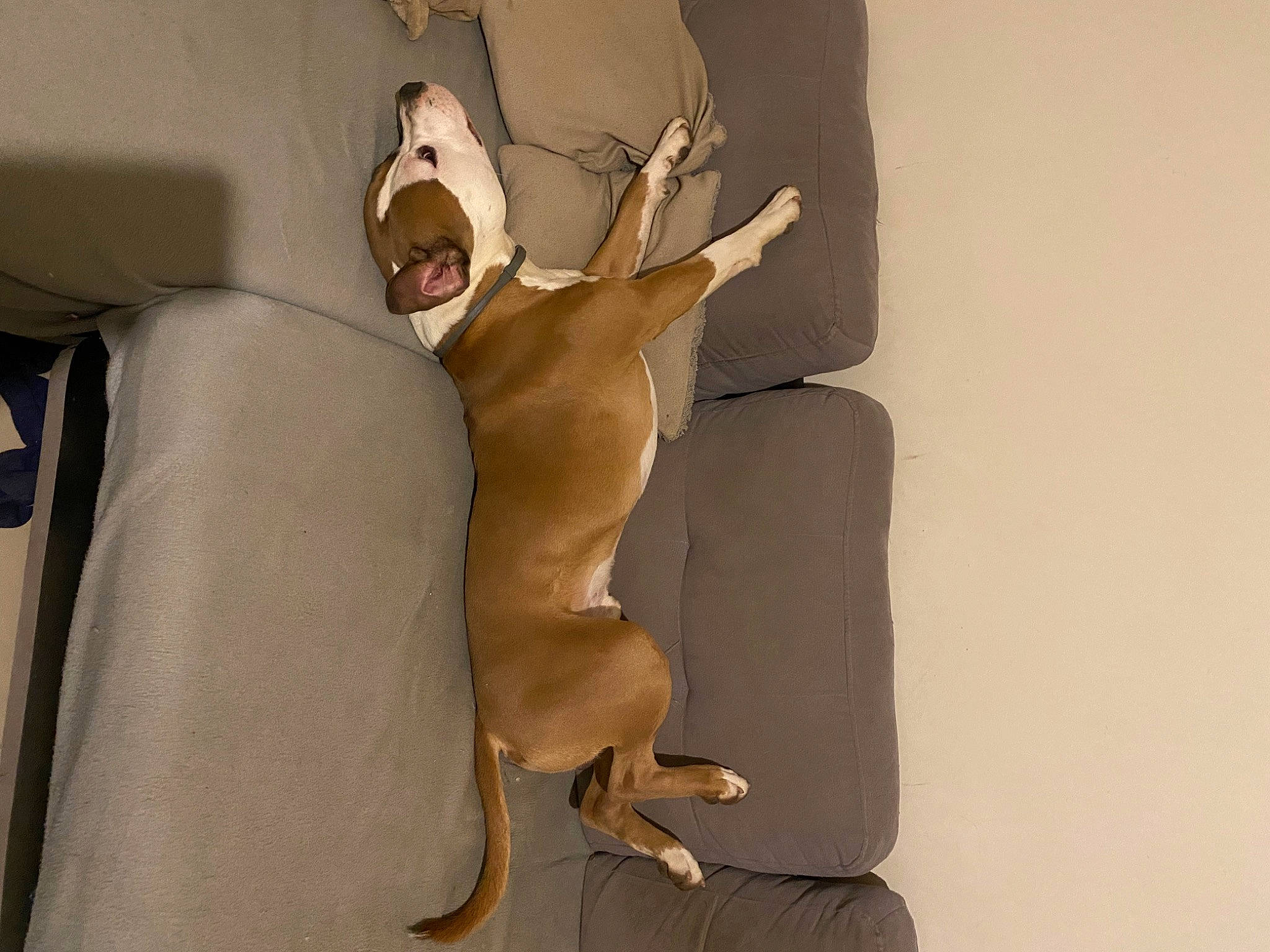 Goten a rejoint le concours — aidez-le/la à gagner de superbes lots ! art, auto_part, automotive_design, canidae, car_seat, car_seat_cover, carnivore, comfort, companion_dog, dog, eyewear, fawn, head_restraint, human_leg, knee, linens, room, tail, vehicle_door, window