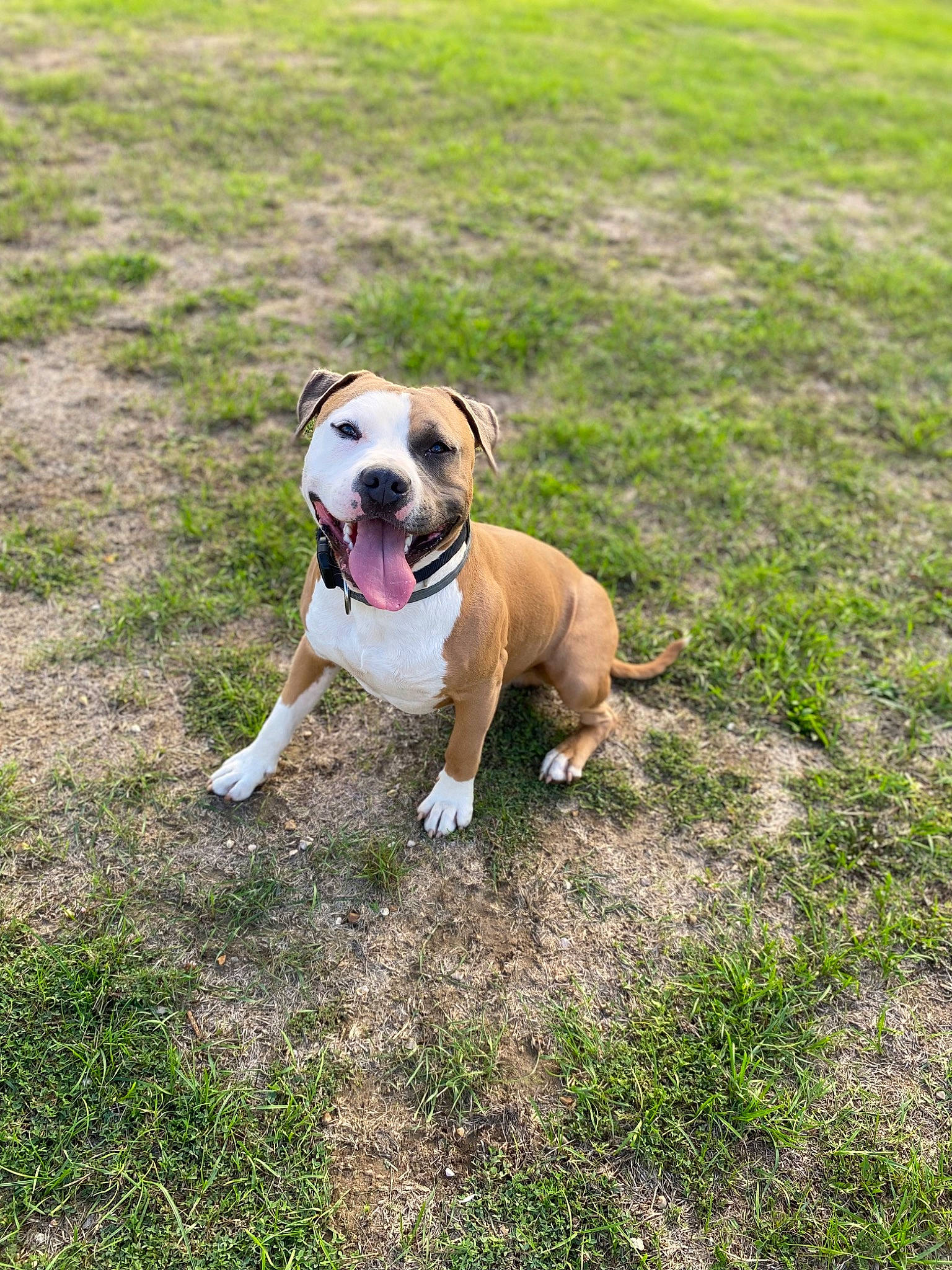 Goten a rejoint le concours — aidez-le/la à gagner de superbes lots ! boxer, bulldog, canidae, carnivore, collar, companion_dog, dog, dog_breed, dog_collar, dog_supply, fawn, grass, grassland, pet_supply, plant, snout, sporting_group, tail, working_animal, working_dog