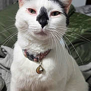 Snowball is registered to the contest to win money with this photo: cat, white_cat, black_and_white, pet, animal, portrait, close_up, whiskers, ears, eyes, nose, collar, bell, indoors, sitting, fur, feline, domestic_animal, green_background, funny_expression