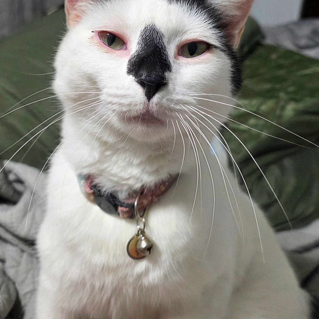 Snowball