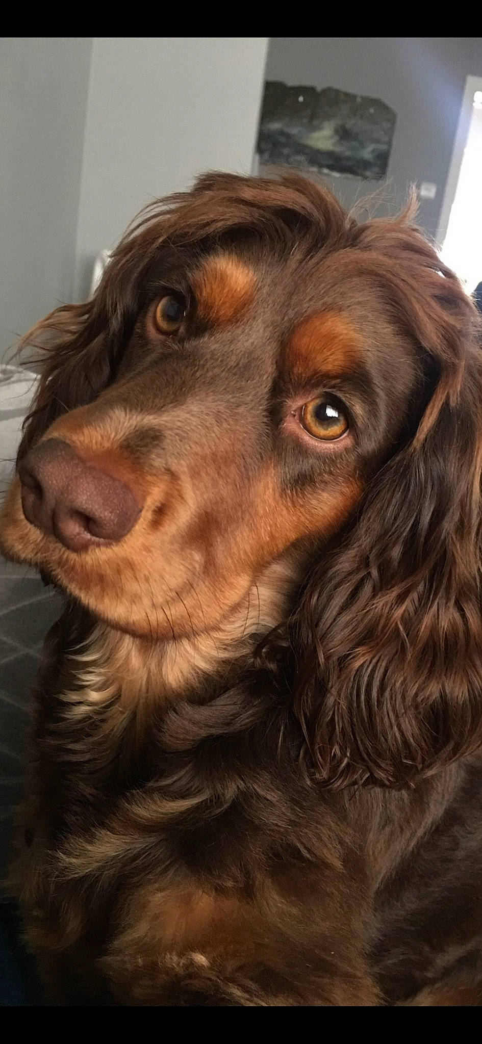 Pip is registered to the contest to win money with this photo: boykin_spaniel, brown, canidae, carnivore, close_up, cocker_spaniel, companion_dog, dog, dog_breed, ear, fur, gun_dog, hunting_dog, liver, snout, spaniel, sporting_group, whiskers, working_animal