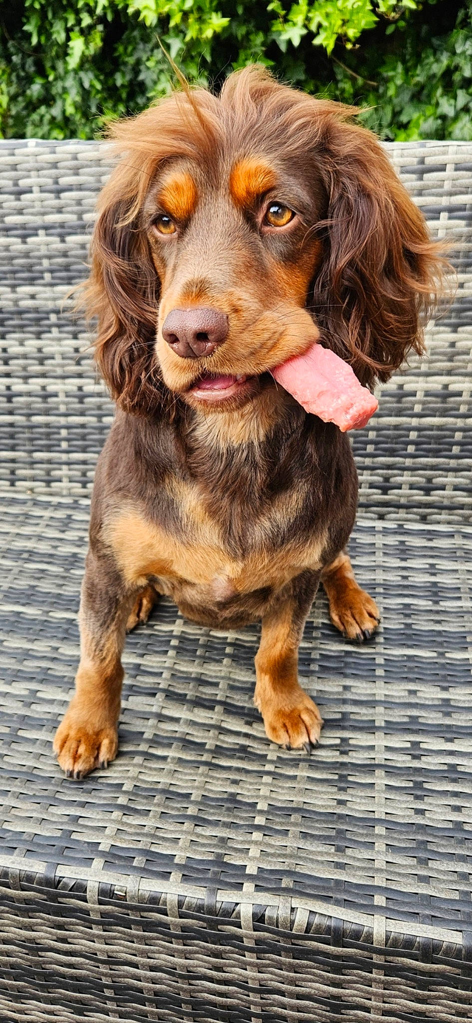 Pip joined the competition — help win amazing prizes! canidae, carnivore, companion_dog, dog, dog_breed, fur, hunting_dog, liver, snout, spaniel, sporting_group, terrestrial_animal, working_animal