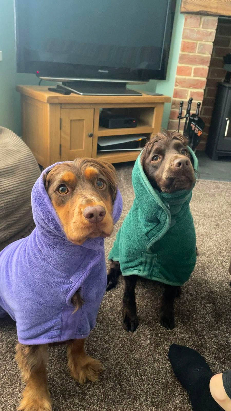 Pip is registered to the contest to win money with this photo: analog_television, canidae, carnivore, companion_dog, dog, dog_breed, dog_clothes, dog_supply, entertainment_center, fawn, flooring, fur, home_appliance, liver, snout, sporting_group, television, television_set, toy_dog, working_animal