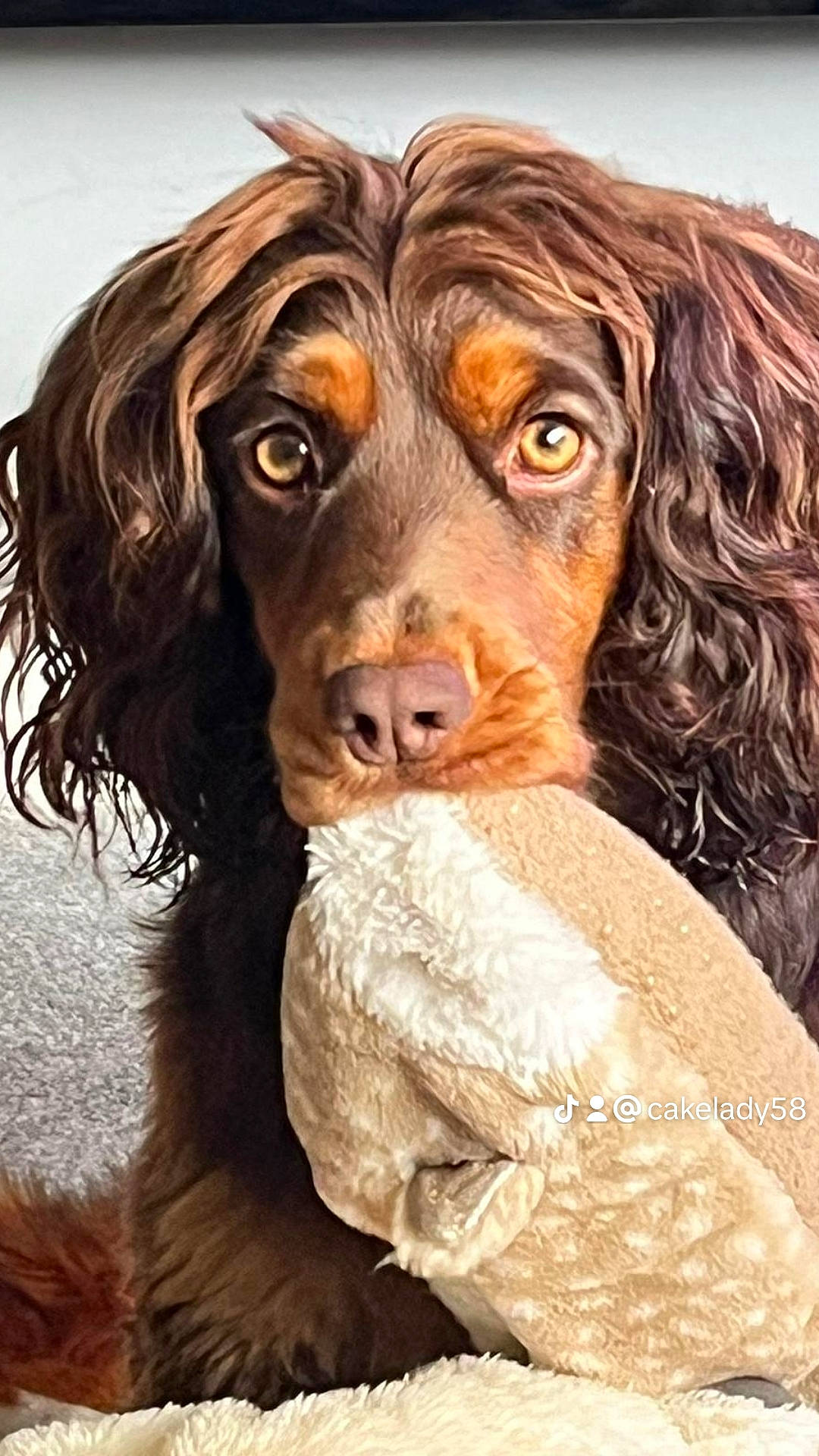 Pip joined the competition — help win amazing prizes! ancient_dog_breeds, brown, brown_hair, canidae, carnivore, companion_dog, costume, dog, dog_breed, fawn, fur, gun_dog, hunting_dog, iris, liver, snout, spaniel, sporting_group, working_animal