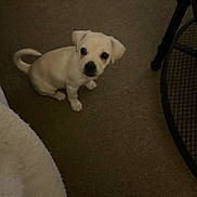 Lola is registered to the contest to win money with this photo: puppy, dog, white_dog, carpet, indoor, small_dog, pet, cute, looking_up, floor, animal, young_dog, domestic_animal, fur, sitting, eyes, nose, tail, bed, table_leg