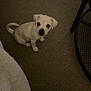 puppy, dog, white_dog, carpet, indoor, small_dog, pet, cute, looking_up, floor, animal, young_dog, domestic_animal, fur, sitting, eyes, nose, tail, bed, table_leg