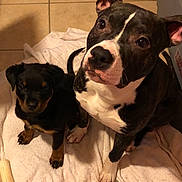 Olhy a rejoint le concours — aidez-le/la à gagner de superbes lots ! american_pit_bull_terrier, american_staffordshire_terrier, boston_terrier, canidae, carnivore, dog, dog_breed, fawn, mammal, non_sporting_group, pit_bull, snout, staffordshire_bull_terrier, vertebrate