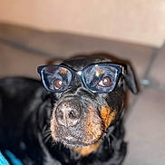 Olhy participe au concours pour gagner de l'argent avec cette photo : black_coat, blur, close_up, couch, dog, domestic_animal, eyeglasses, eyes, funny, glasses, indoor, muzzle, nose, pet, portrait, relaxed, rottweiler, shallow_depth_of_field, tan_markings, whiskers