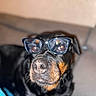 black_coat, blur, close_up, couch, dog, domestic_animal, eyeglasses, eyes, funny, glasses, indoor, muzzle, nose, pet, portrait, relaxed, rottweiler, shallow_depth_of_field, tan_markings, whiskers