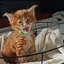 kitten, cat, ginger_cat, orange_kitten, meowing, open_mouth, fluffy_fur, whiskers, pointed_ears, green_collar, collar, wire_basket, basket, blanket, plush_bedding, indoor, pet, small_animal, cute, portrait