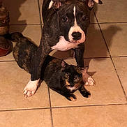 Lana participe au concours pour gagner de l'argent avec cette photo : american_pit_bull_terrier, american_staffordshire_terrier, carnivoran, dog, dog_breed, dog_breed_group, dog_like_mammal, non_sporting_group, pit_bull, snout, staffordshire_bull_terrier