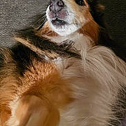Jumpy a rejoint le concours — aidez-le/la à gagner de superbes lots ! dog, pet, fur, lying_down, indoor, closeup, canine, animal, mammal, relaxed, cute, fluffy, whiskers, face, nose, paw, black_nose, brown_fur, white_fur, curtain