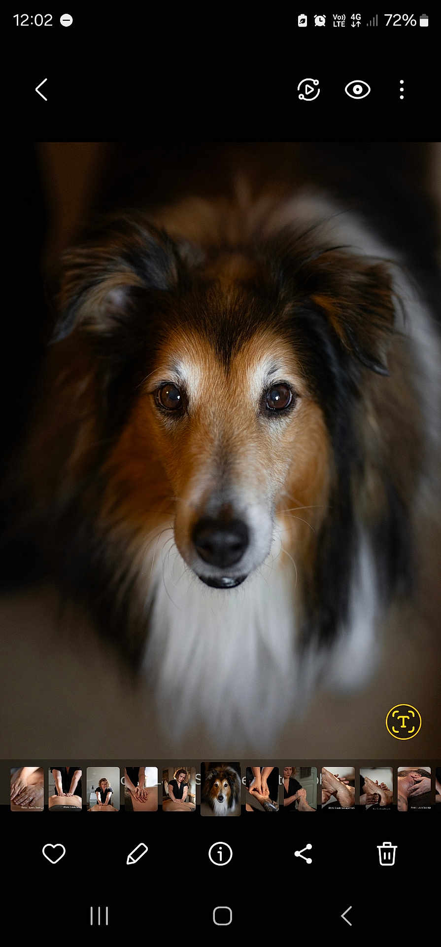 Jumpy participe au concours pour gagner de l'argent avec cette photo : dog, close_up, portrait, fluffy, brown, black, white, fur, pet, animal, face, ears, eyes, whiskers, canine, looking, indoor, soft_light, adorable, mammal