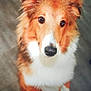 dog, shetland_sheepdog, pet, animal, fluffy, portrait, closeup, fur, brown, white, cute, indoor, looking_up, canine, ears, nose, eyes, adorable, companion, domestic
