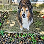 Jumpy a rejoint le concours — aidez-le/la à gagner de superbes lots ! dog, wet, outdoor, stone_step, blue_door, pebbles, plants, sunlight, shadow, fur, animal, pet, looking_up, curious, nature, doorway, home, garden, daylight, expression