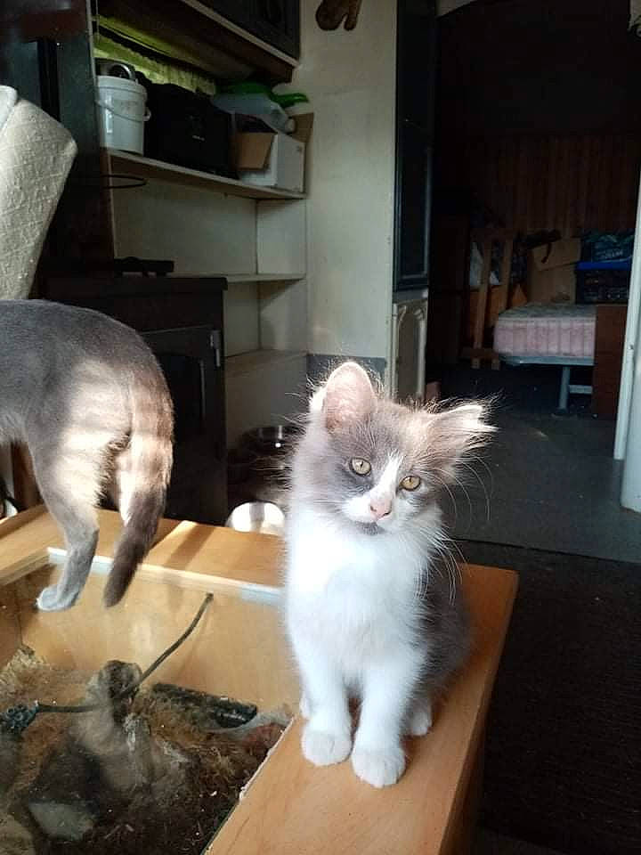 Smokie a rejoint le concours — aidez-le/la à gagner de superbes lots ! carnivore, cat, cat_supply, claw, domestic_short_haired_cat, fawn, felidae, flooring, fur, hardwood, paw, photo_caption, shelf, small_to_medium_sized_cats, snout, table, tail, whiskers, wood