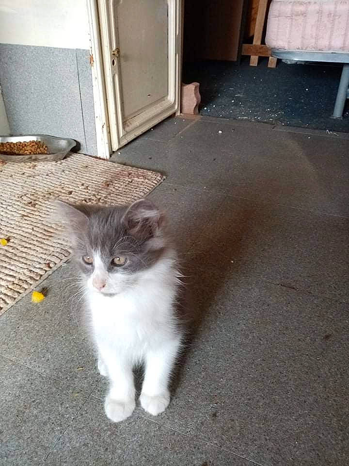 Smokie a rejoint le concours — aidez-le/la à gagner de superbes lots ! asphalt, carnivore, cat, concrete, domestic_short_haired_cat, door, felidae, flooring, fur, grey, hardwood, paw, road_surface, sitting, small_to_medium_sized_cats, snout, tail, whiskers, window, wood