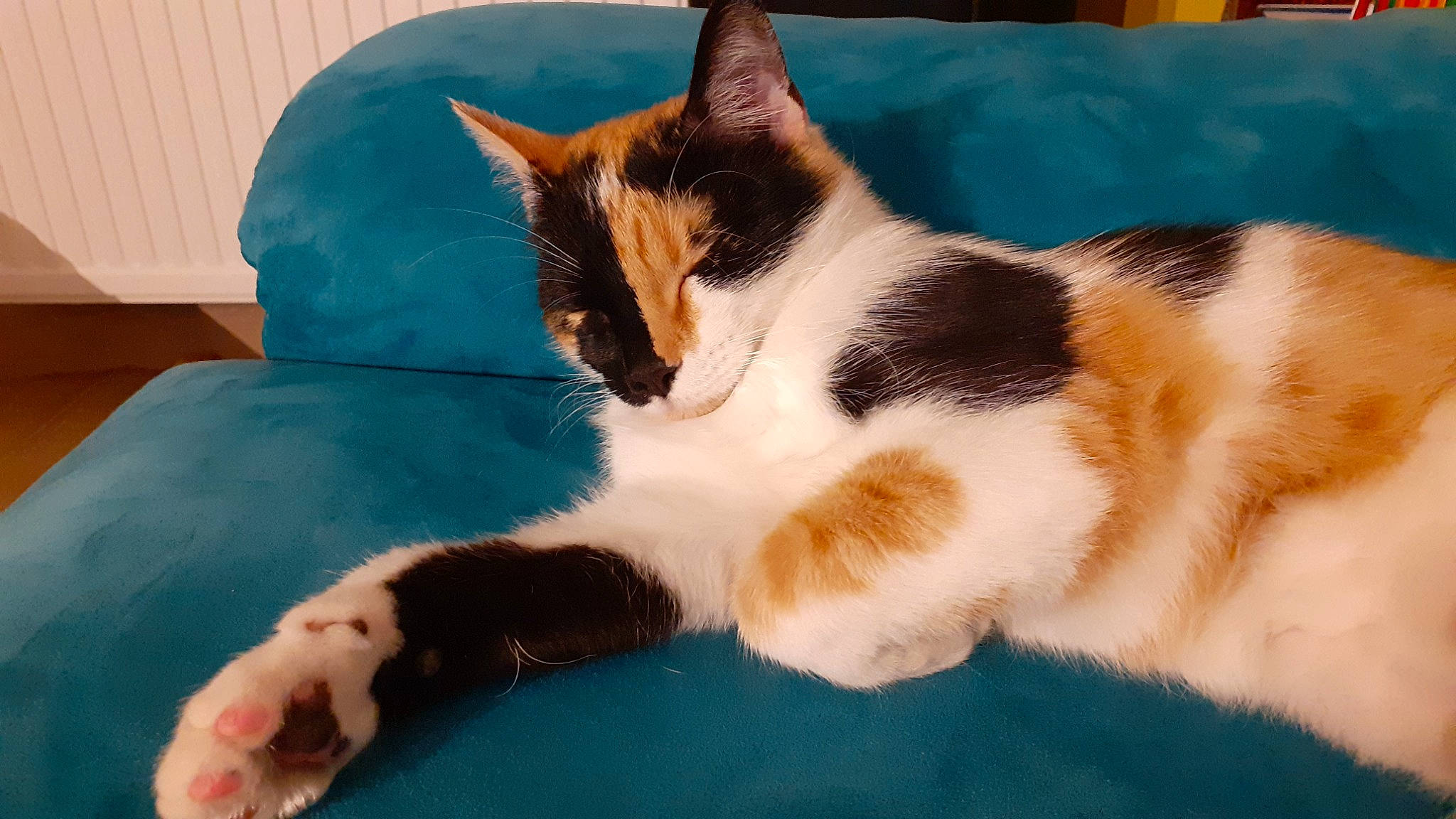 Plume participe au concours pour gagner de l'argent avec cette photo : carnivore, cat, cat_supply, claw, comfort, domestic_short_haired_cat, electric_blue, felidae, foot, fur, linens, paw, small_to_medium_sized_cats, snout, tail, terrestrial_animal, whiskers