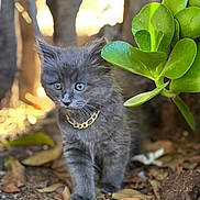 Pickles joined the competition — help win amazing prizes! adorable, animal, closeup, curious, cute, daylight, exploring, fur, gold_chain, gray_cat, green_leaves, ground, kitten, nature, outdoor, pet, plant, small_cat, whiskers, young_animal