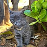 adorable, animal, closeup, curious, cute, daylight, exploring, fur, gold_chain, gray_cat, green_leaves, ground, kitten, nature, outdoor, pet, plant, small_cat, whiskers, young_animal