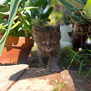 Pickles joined the competition — help win amazing prizes! kitten, cat, gray_fur, plants, greenery, terracotta_pot, outdoor, sunlight, curious, small, young_animal, nature, brick, close_up, animal, pet, cute, walking, shallow_depth_of_field, adorable