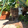kitten, cat, gray_fur, plants, greenery, terracotta_pot, outdoor, sunlight, curious, small, young_animal, nature, brick, close_up, animal, pet, cute, walking, shallow_depth_of_field, adorable