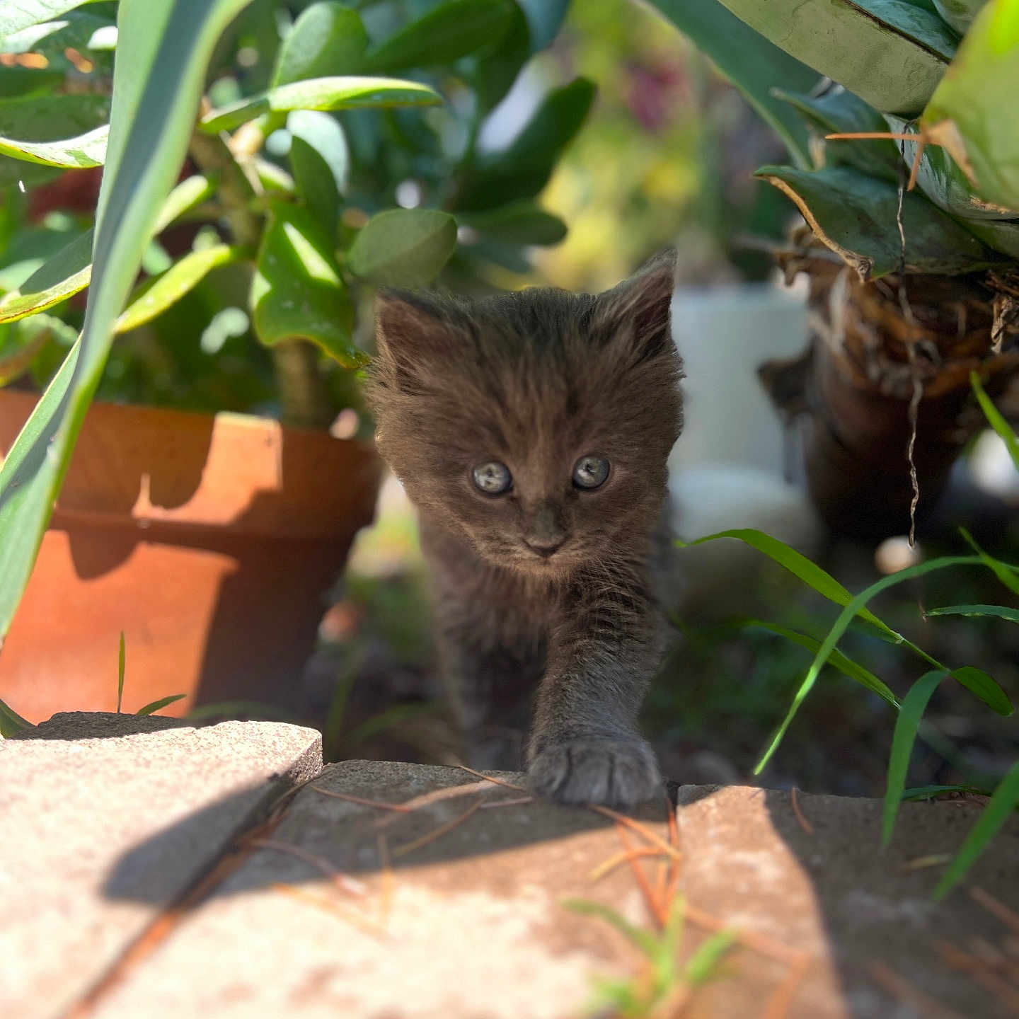 Pickles joined the competition — help win amazing prizes! kitten, cat, gray_fur, plants, greenery, terracotta_pot, outdoor, sunlight, curious, small, young_animal, nature, brick, close_up, animal, pet, cute, walking, shallow_depth_of_field, adorable