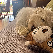 Anya a rejoint le concours — aidez-le/la à gagner de superbes lots ! animal, blanket, carpet, closeup, cozy, cute, dog, fluffy, furniture, home, indoor, living_room, pet, playing, plush_toy, relaxed, resting, soft, toy, white_dog