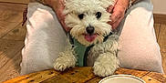 Anya a rejoint le concours — aidez-le/la à gagner de superbes lots ! cute, dog, flooring, fluffy_dog, hands, indoor, light_blue_shirt, napkin, person, pet, playful, saucer, seated, small_dog, spoon, tableware, teacup, white_dog, white_pants, wooden_table