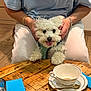cute, dog, flooring, fluffy_dog, hands, indoor, light_blue_shirt, napkin, person, pet, playful, saucer, seated, small_dog, spoon, tableware, teacup, white_dog, white_pants, wooden_table