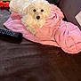 Anya participe au concours pour gagner de l'argent avec cette photo : puppy, dog, white_dog, fluffy, blanket, pink_blanket, couch, leather_couch, remote_control, dog_toy, indoor, pet, cute, small_dog, resting, looking_at_camera, cozy, home, animal, companion