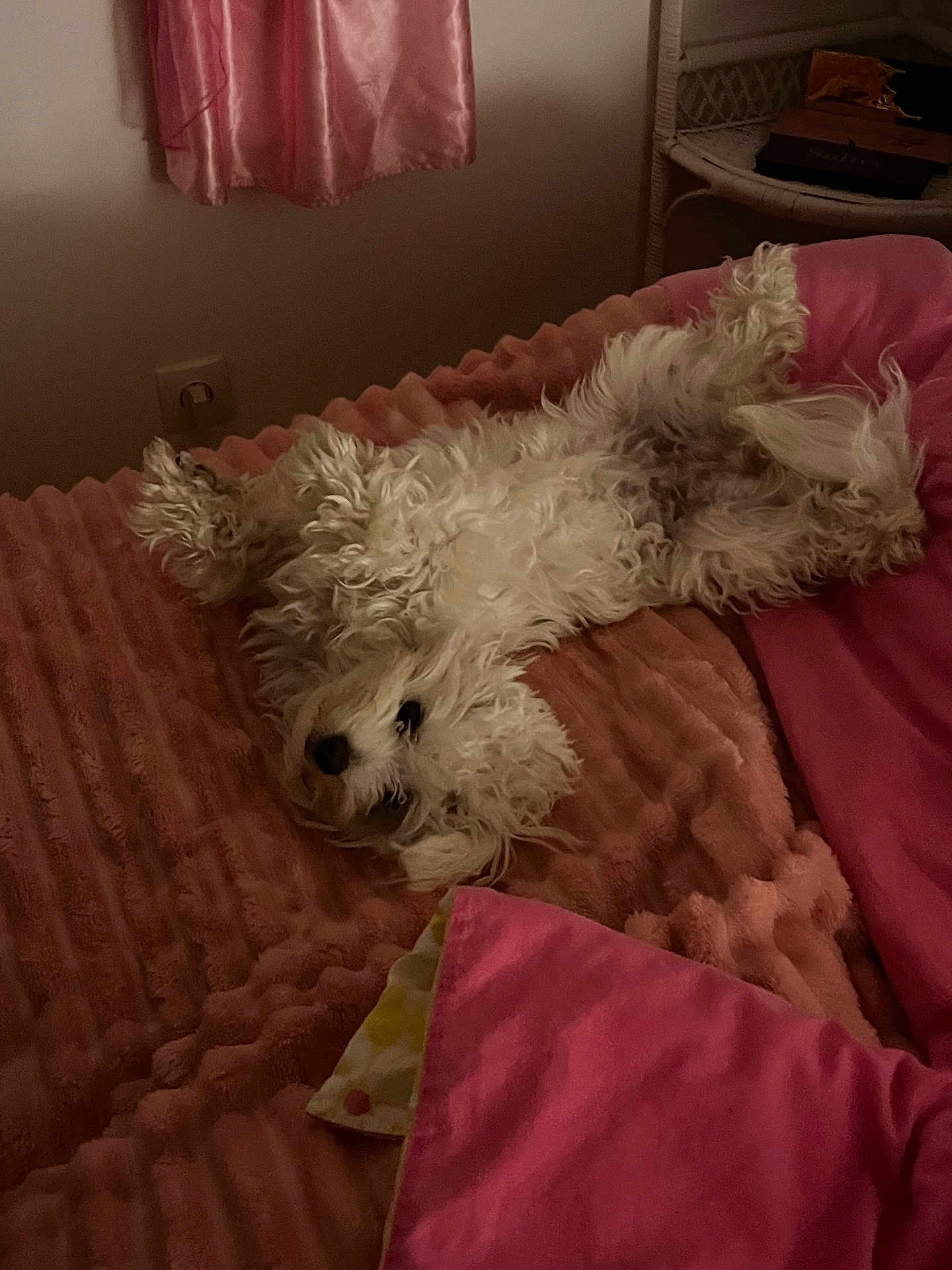 Anya a rejoint le concours — aidez-le/la à gagner de superbes lots ! dog, bed, blanket, pink, curtain, wicker_furniture, indoor, fluffy, relaxed, pet, cozy, upside_down, sleeping, fur, animal, home, resting, soft_lighting, cute, comfort