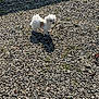 Anya a rejoint le concours — aidez-le/la à gagner de superbes lots ! dog, white_dog, small_dog, fluffy, outdoor, gravel, grass, sunlight, shadow, wall, pet, animal, nature, daylight, cute, standing, canine, fur, leash, garden