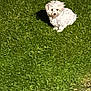 dog, grass, outdoor, pet, white_dog, small_dog, fluffy, animal, nature, green, cute, sitting, shadow, daytime, fur, portrait, canine, grass_field, looking, companion