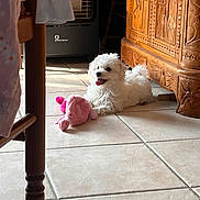 Anya a rejoint le concours — aidez-le/la à gagner de superbes lots ! dog, puppy, white_dog, toy, plush_toy, floor, tile_floor, wooden_cabinet, heater, indoor, pet, happy, tongue_out, small_dog, fur, cute, relaxed, home, sunlight, shadow