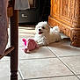 dog, puppy, white_dog, toy, plush_toy, floor, tile_floor, wooden_cabinet, heater, indoor, pet, happy, tongue_out, small_dog, fur, cute, relaxed, home, sunlight, shadow