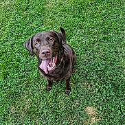Melly joined the competition — help win amazing prizes! dog, chocolate_labrador, grass, tennis_ball, playful, tongue_out, pet, outdoor, canine, happy, animal, summer, greenery, cute, friendly, looking_up, nature, grass_field, four_legs, collar